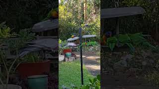 Lorikeet Cafe [upl. by Ellie]