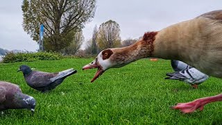 Egyptian goose attack Pigeon  Nilgans attackiert Stadttauben Heidelberg [upl. by Aneloj]