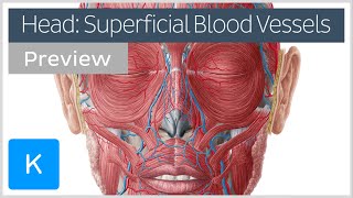 Superficial arteries and veins of the head preview  Human Anatomy  Kenhub [upl. by Burk]