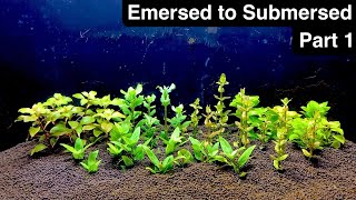 Transitioning Emersed Aquarium Plants to Submerged  Part 1 [upl. by Ecenahs]