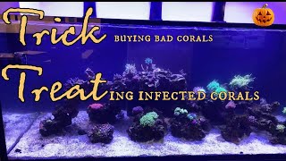 Treating corals before they die off [upl. by Neelik525]