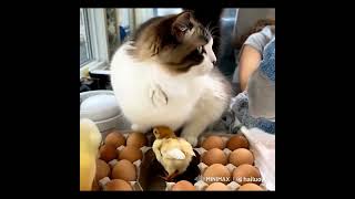 My cat hatched chicks from eggs [upl. by Nivej]