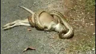 Snake Almost Swallows Kangaroo [upl. by Sofko]