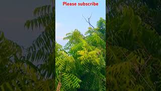 💯🪁🪁Flying shorts kite patang kiteflyingi love kite💯🪁🪁🪁🪁🪁🪁🪁🪁🪁🪁🪁🪁Please subscribe🙏🙏 [upl. by Serica]