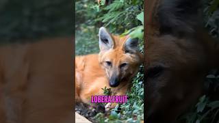 Meet the Maned Wolf Natures Unique Canine [upl. by Adla]