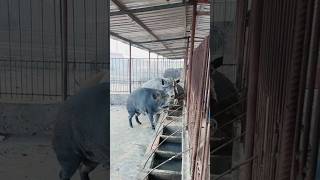 Amazing Wild Boar Feeding 🐗 🐗 boar amazing farming wildboar wildpig wildlife farmlife [upl. by Naujuj711]