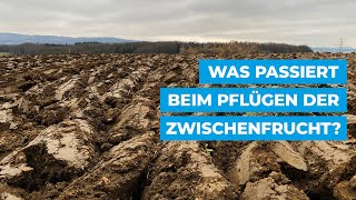 Was passiert beim Pflügen der Zwischenfrucht [upl. by Alonso]