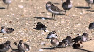 넓적부리도요Spoonbilled Sandpiper [upl. by Graves]