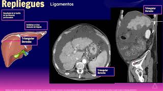 2 Cavidad peritoneal mesenterio y pared abdominal [upl. by Nwhas]