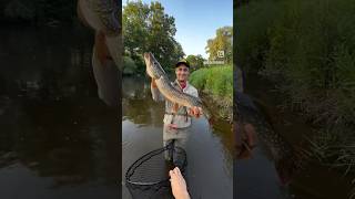 CREEK PIKE ON TOP WATER [upl. by Naoma]