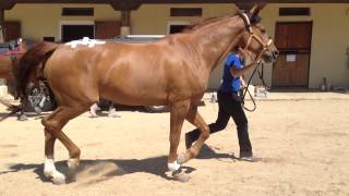 20 Hind limb lameness [upl. by Kiyohara]