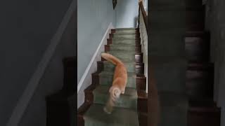 He strongly disagrees with everything viral memes funny cat catlover [upl. by Hcardahs846]