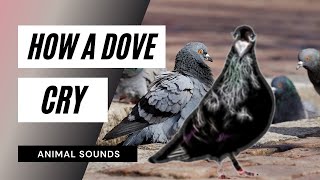 Dove Crying  Sound Effect  Animation  mp3 [upl. by Annaeiluj]