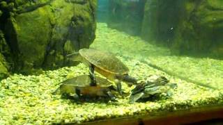 Snakeneck amp Shortnecked Turtles at Cape May Zoo [upl. by Lorilee]