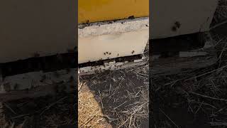 Watch these bees RUN beekeeping savethebees beekeeper kingofbees [upl. by Trumann]