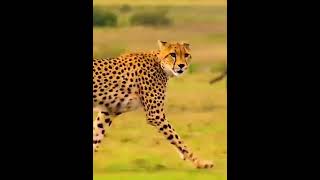 Gepard Acinonyx jubatus speed test 120 kmh [upl. by Peper234]