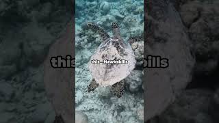 Amazing Facts About the Hawksbill Turtle [upl. by Yrahca]