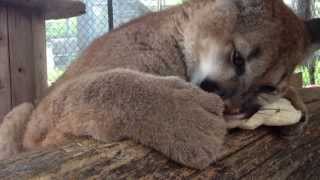 Purring Cougar Cub chews on a bone [upl. by Anauqaj]