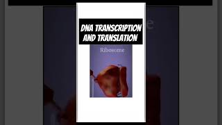 Genetics biologyGenetics class 12 TranscriptionTranslation Process of transcription amp translation [upl. by Zeba]