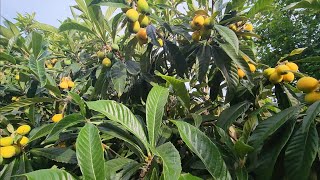 Loquat Season Begins  How I Attach Netting Alone [upl. by Pruter344]