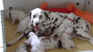 Caprilli Dalmatians breeders of AKC registered Dalmatian Puppies [upl. by Carissa73]