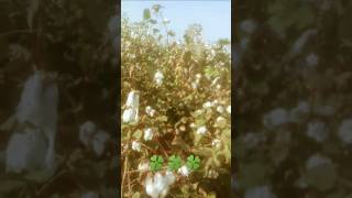 Pindan De Jaye sajjanadeeb ytshorts farmer youtubeshorts short agriculture trendingshort [upl. by Aleihs]