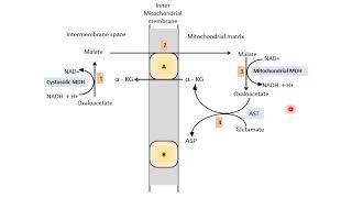 Malate Aspartate Shuttle  Biological Oxidation  Electron Transport Chain ETC  Biochemistry [upl. by Canada493]