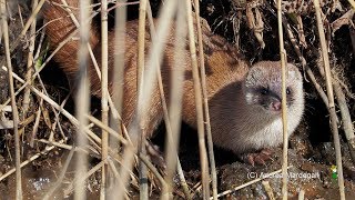 二ホン イタチmustela itatsi カワウソのような泳ぎ・素早い走り Japanese WeaselSwimming and running Donnola nuoto e corsa [upl. by Amehsyt]