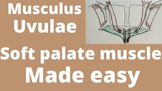 Musculus uvulae  soft palate muscle  soft palate anatomy [upl. by Leen]