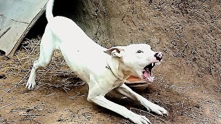 Big Dog Barking Full Angry Mode [upl. by Vladi]