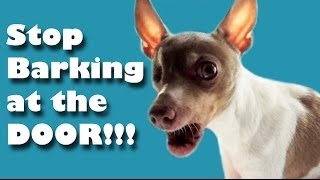 Stop barking at the door  Dog Training [upl. by Yslek]