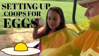 How to set up your coops for eggs [upl. by Cavallaro]