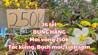 26 tết Chợ hoa tết Trường đua Phú Thọ q11 BUNG HÀNG RỒI Mai vàng 250k Tắc kiểng đẹp Bạch mai [upl. by Lydia726]