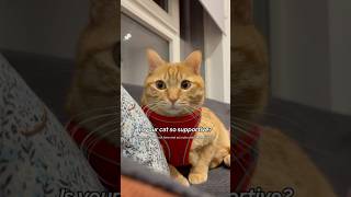 Is your cat so supportive boycat catlovers cutecat gingercats ilovecats catviral lovelycat [upl. by Selway]