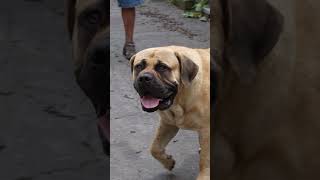 BArking Boerboel MASTIFF Sensation The Icon Exotics Diesel boerboel dogbreed boerboelmastiff [upl. by Ative250]