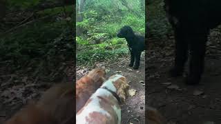 meeting coco at the park doglovers viralvideo dog [upl. by Parshall]