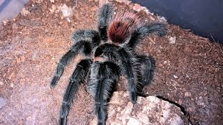 Grammostola iheringi quotEntre Riosquot Husbandry [upl. by Savannah868]