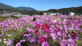 20241011 長崎県 佐世保市 三川内コスモスロード20万本15km [upl. by Oalsinatse]