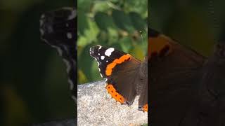 gravelin Octoberaround the river ring brenta by bike a butterfly🚲😎 [upl. by Helsie35]