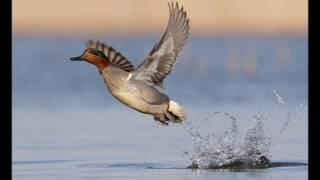 Song of the Green winged Teal Canto del Alzavola [upl. by Satterfield]