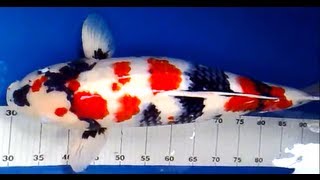 V21 28309 BiAnnual Koi Measurement [upl. by Roye753]