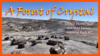 Crystal Forest Trail Petrified Forest National Park AZ [upl. by Haididej]