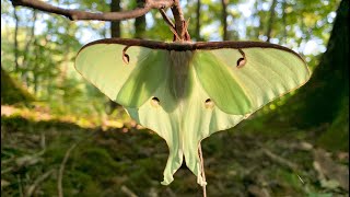 Luna Moth [upl. by Nollad]