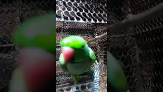 Sochta hu pal pal ❤️ birds youtube funny [upl. by Dedric]