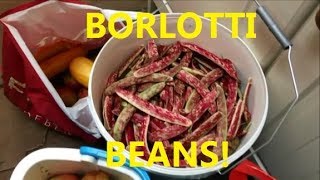 A Lot of Borlotti  50 Days of Harvest Day 18 [upl. by Baillie539]