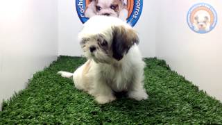 Venta de Shih Tzu en Cachorros Y Mas Cachorros [upl. by Fitts]