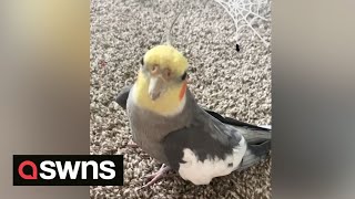 Cockatiel sings classic tunes including disco favourite September by Earth Wind amp Fire  SWNS [upl. by Anil878]