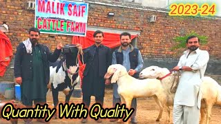 Fateh jangi bull for qurbani 2024 season  Malik Saif Cattle Farm Rawalpindi  ukhan vlogs [upl. by Ballinger326]