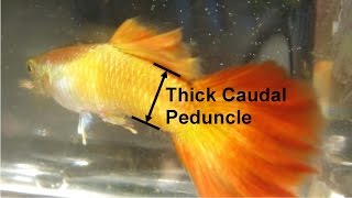 Selecting Guppy Breeders Desirable Traits for Breeding [upl. by Emlen312]