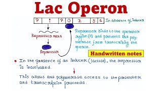 Lac Operon  Principle and Mechanism [upl. by Hagile]